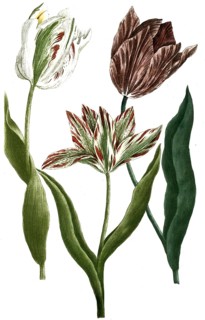 Botany, plants, Tulipa monstrosa ex albo, colore violaceo, luteo rubro