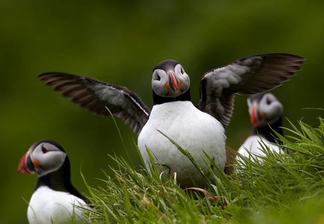 Atlantic Puffin (Fratercula arctica) group perched on cliff, Kalsoy, Faroe Islands