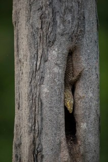 Juvenile banded monitor lizard (Varanus salvator), Khiri Khan, Hua Hin, Kui Buri National Park,
