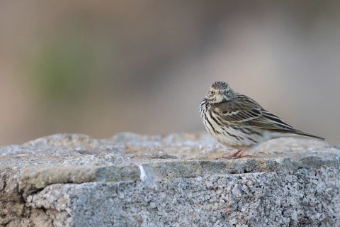 Meadow Pipit - Wiesenpieper - Anthus pratensis, Spain