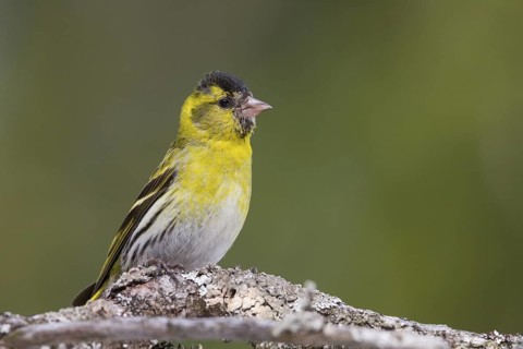 Eurasian Siskin - Erlenzeisig - Carduelis spinus, 2nd cy male, Germany
