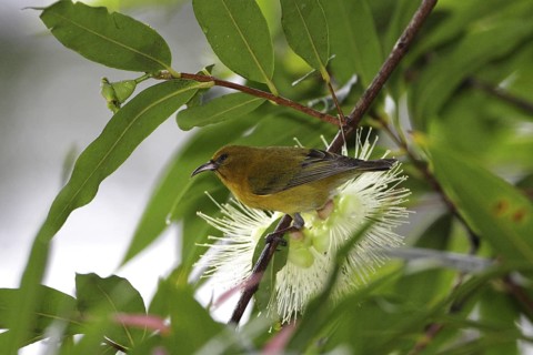 Oahu Amakihi, Chlorodrepanis flava, Hawaiian Honeycreeper