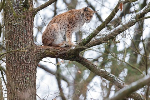 Eurasian Lynx, Eurasian Lynx, (Lynx lynx), animals, mammals, portrait, Kaiserslautern Wildlife