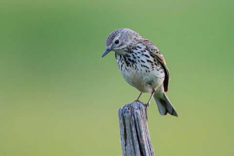 Meadow Pipit (Anthus pratensis) perched on pale, North Rhine-Westphalia, Germany