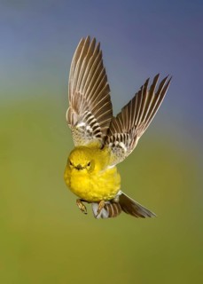Pine Warbler (Setophaga pinus) male flying, Texas, USA