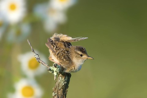 Sedge Wren Cistothorus platensis McGregor. Aitkin County, Minnesota, United States 28 June Adult