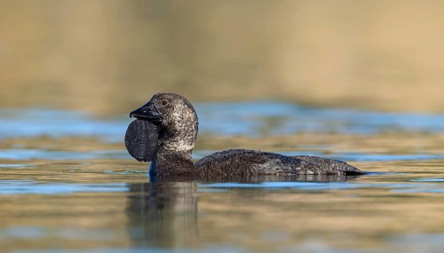 Musk Duck (Biziura lobata) male, Victoria, Australia
