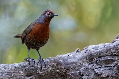 Chestnut-throated Huet-huet (Pteroptochos castaneus) perched on a branch in Chile