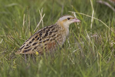 Corn Crake (Crex crex), Scotland, United Kingdom