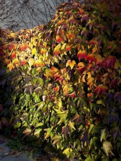 Boston ivy, Boston ivy with three lobes, Boston ivy with three lobes (Parthenocissus tricuspidata)
