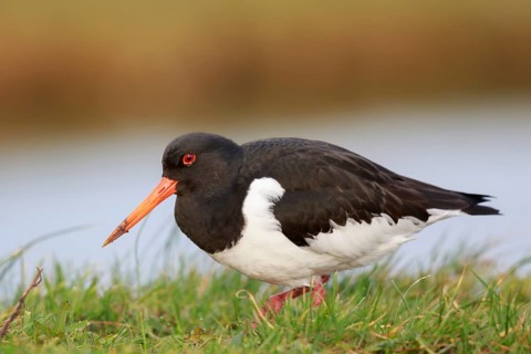 Eurasian Oystercatcher (Haematopus ostralegus), Netherlands