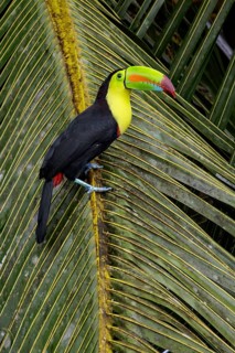Keel-billed Toucan (Ramphastos sulfuratus) perched on a branch in Costa Rica