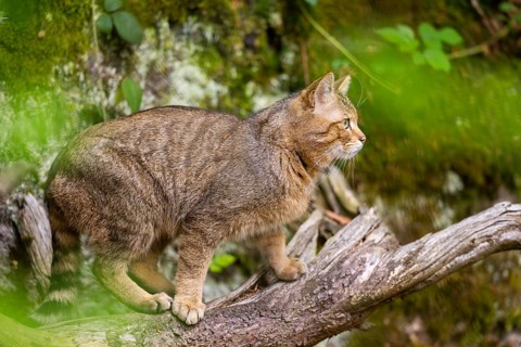 European wildcat (Felis silvestris silvestris) standing in a forest, Bavaria, Germany