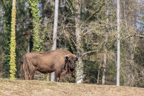 European bison (Bison bonasus) on a meadow, Bavaria, Germany