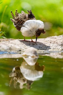 A bird stands by the water and looks at its reflection, ruff (Calidris pugnax, Syn.: Philomachus