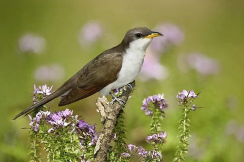 Yellow-billed Cuckoo (Coccyzus americanus), Texas, USA