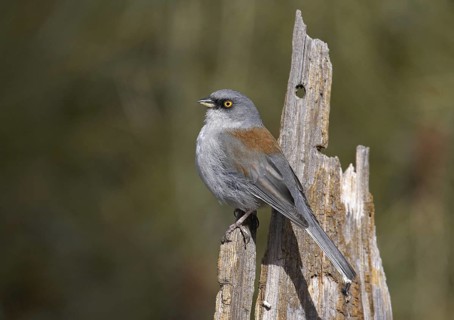 Yellow-eyed Junco (Junco phaeonotus), Arizona, USA