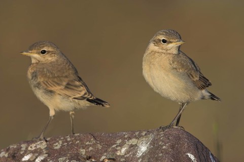 Isabelline Wheatear (Oenanthe isabellina), Lesvos, Greece