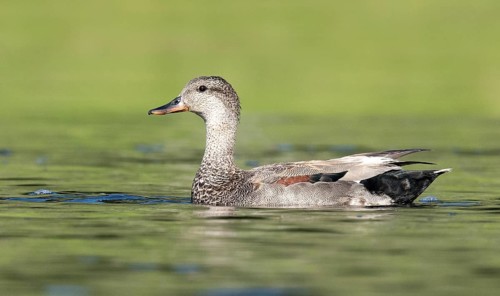 Gadwall (Mareca strepera), British Columbia, Canada