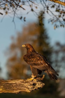 One golden eagle (Aquila chrysaetos) sitting on a broken and rotting log with fall foliage in the
