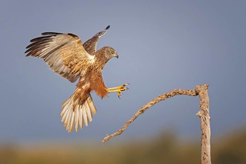 Marsh harrier (Circus aeruginosus) medium-sized bird of prey, male, hunting in reeds, looking for