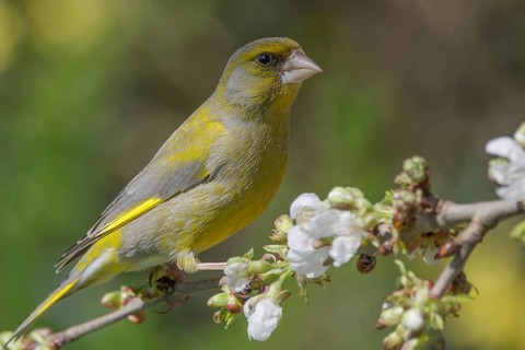A male greenfinch (Carduelis cloris) sitting on a flowering branch in spring, Baden-Württemberg,