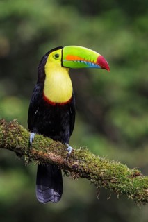 Keel-billed Toucan (Ramphastos sulfuratus) perched on a branch in Costa Rica