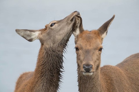 Red deer (Cervus elaphus) adult female parent animal and juvenile fawn interacting together,
