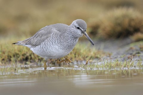 Grey-tailed Tattler (Tringa brevipes), Alaska, USA