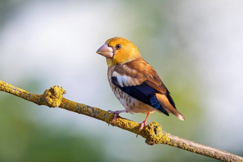 A hawfinch (Coccothraustes coccothraustes), Rhine-Palatinate district, Tiszaalp-r, Kiskuns-gi
