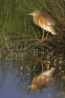 Squacco Heron (Ardeola ralloides), Lesvos, Greece