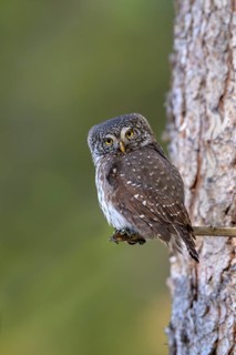 Pygmy Owl (Glaucicium passerinum), sitting on the branch of a tree, Pirchner Ast, Schwaz, Tyrol,