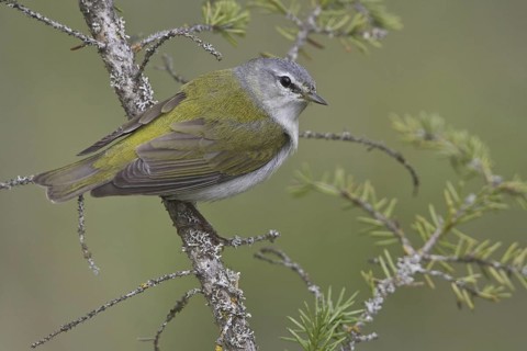 Tennessee Warbler (Leiothlypis peregrina), Manitoba, Canada