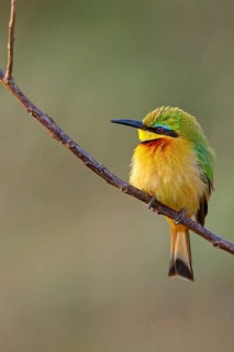 Pygmy Bee-eater, (Merops pusillus), on perch, Africa, South Africa, KwaZulu-Natal, Bee-eater