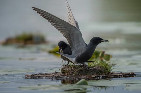 Black Tern (Chlidonias niger) displaying, Schleswig-Holstein, Germany