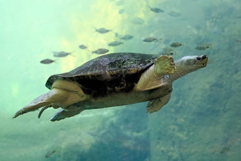 Burmese Roofed Turtle (Batagur trivittata), adult, in water, swimming, Myanmar, Asia, captive
