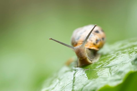 Garden snail (Cornu aspersum) adult gastropod molluscs on a garden vegetable plant leaf in summer,