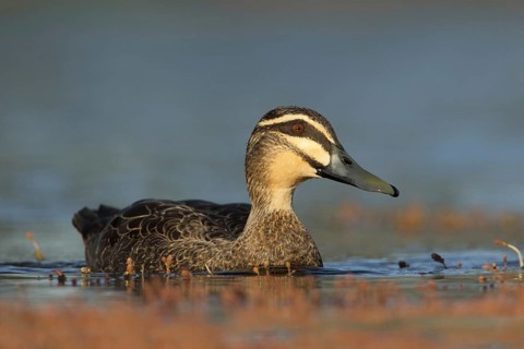 Pacific Black Duck (Anas superciliosa), Victoria, Australia