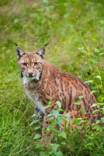 Eurasian lynx (Lynx lynx) in the middle of bushes in summer, Bavaria, Germany