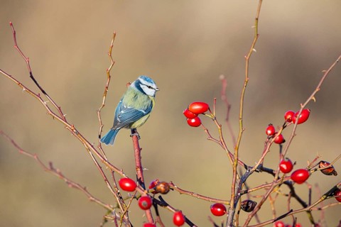 Blue tit (Parus caeruleus) Germany