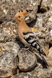 Eurasian Hoopoe (Upupa epops), perched with food on beak, Castile-La Mancha, Spain