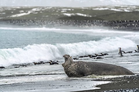 Southern elephant seal (Mirounga leonina), male, roaring in the surf with mouth open, king penguins