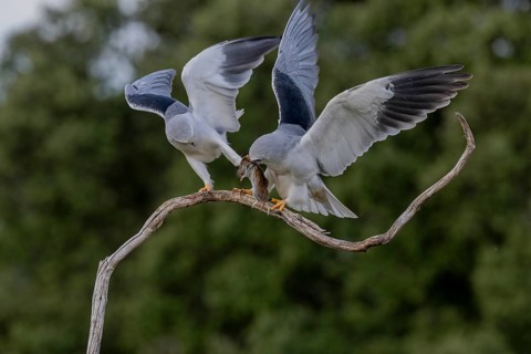 Slider (Elanus caeruleus), pair, with vole, Extremadura, Spain