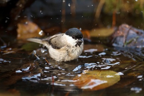 Marsh Tit (Poecile palustris) bathing, Rhineland-Palatinate, Germany