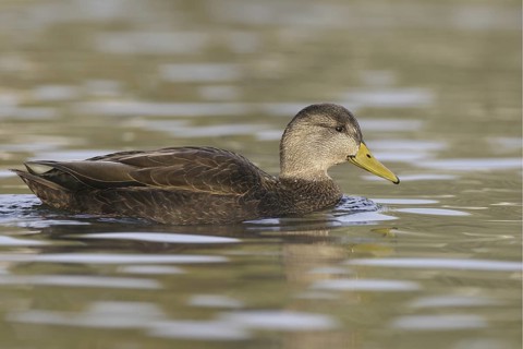 American Black Duck (Anas rubripes), Ohio, USA