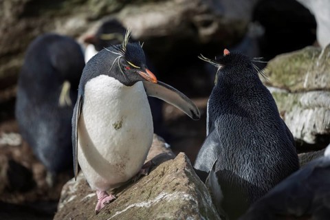 Rockhopper penguins (Eudyptes chrysocome), two adults standing on rocks in a colony, Falkland