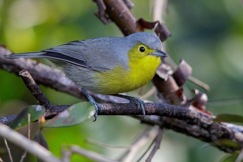 Oriente Warbler (Teretistris fornsi) perched on a branch in Cuba