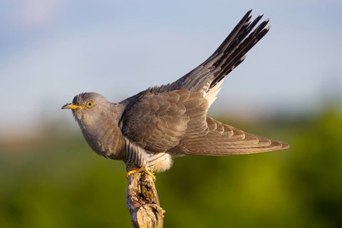 Common cuckoo (Cuculus canorus), Coucou gris, Cuco Europeo, Cuco Común, Ast, branch, Ormoz area,