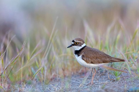 Little Ringed Plover, Little Ringed Plover, (Charadrius dubius), plover family, biotope, foraging,