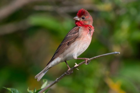 Common Rosefinch (Carpodacus erythrinus) male, Mecklenburg-Western Pomerania, Germany